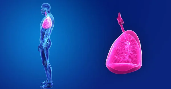 Барвисті Медичні Ілюстрації Людського Тіла Легенів — стокове фото