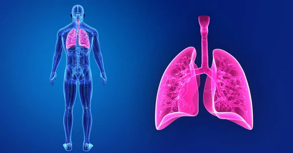 Colorful medical illustration of human body and lungs