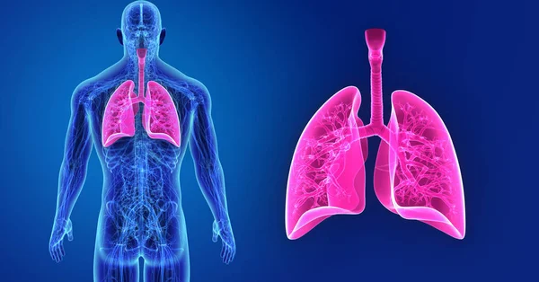 Kolorowe Ilustracja Medyczny Ludzkiego Ciała Płuc — Zdjęcie stockowe