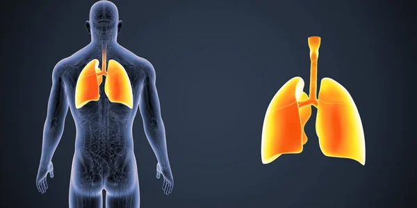 人間の体と肺のカラフルな医療イラスト — ストック写真