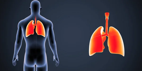 Colorida Ilustración Médica Del Cuerpo Humano Los Pulmones —  Fotos de Stock