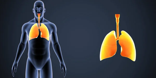 Kolorowe Ilustracja Medyczny Ludzkiego Ciała Płuc — Zdjęcie stockowe