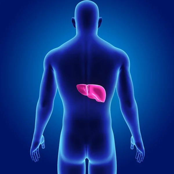 Colorful Medical Illustration Human Body Liver — Stock Photo, Image