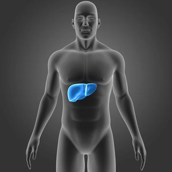 Färgglada Medicinsk Illustration Människokroppen Och Levern — Stockfoto