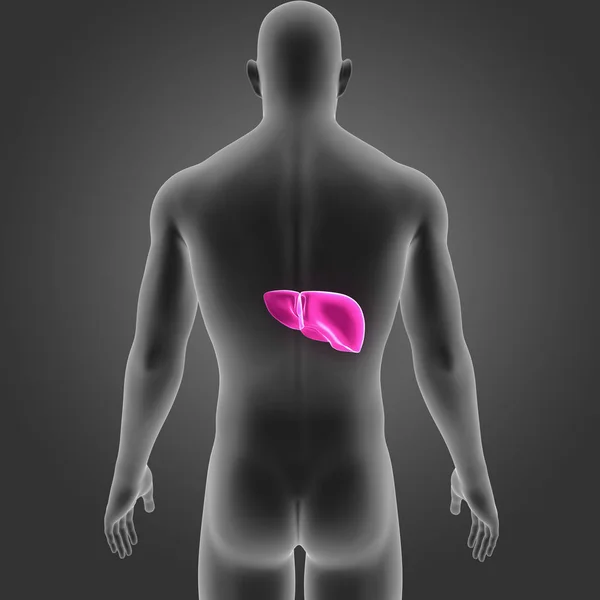 Colorful Medical Illustration Human Body Liver — Stock Photo, Image