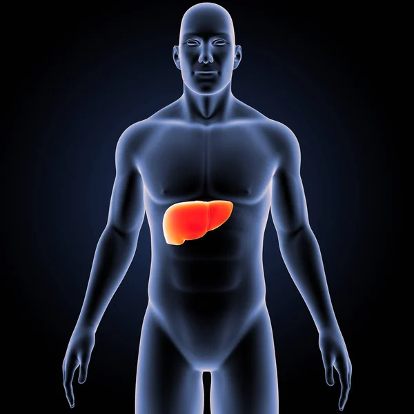 Colorida Ilustración Médica Del Cuerpo Humano Hígado — Foto de Stock
