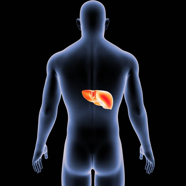 Colorful Medical Illustration Human Body Liver — Stock Photo, Image