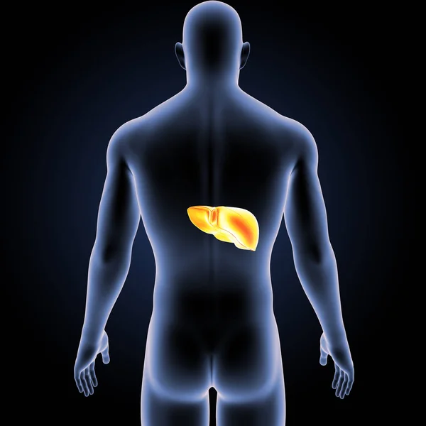 Colorful Medical Illustration Human Body Liver — Stock Photo, Image