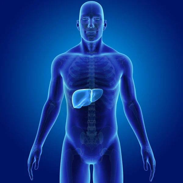 Nsan Vücudu Karaciğer Renkli Tıbbi Çizimi — Stok fotoğraf