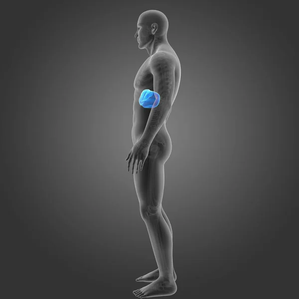 Színes Orvosi Illusztráció Emberi Test Máj — Stock Fotó