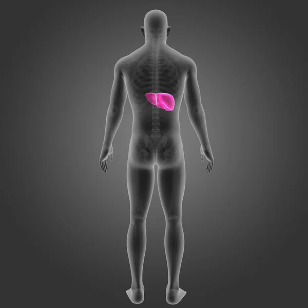 Colorful Medical Illustration Human Body Liver — Stock Photo, Image