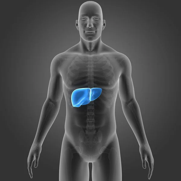 Colorful Medical Illustration Human Body Liver — Stock Photo, Image