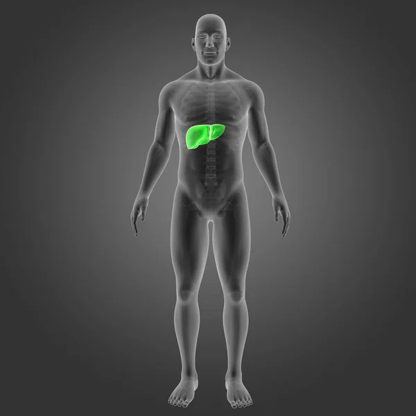 Barevné Lékařské Ilustrace Lidského Těla Játra — Stock fotografie