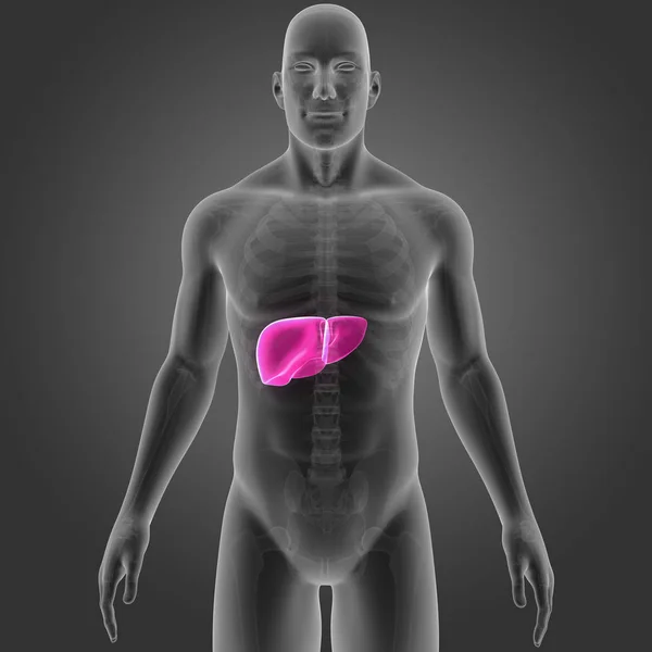 Colorida Ilustración Médica Del Cuerpo Humano Hígado —  Fotos de Stock