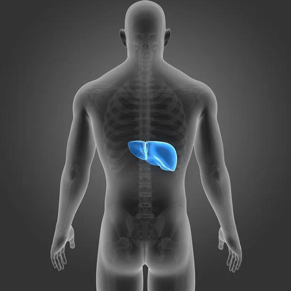 Ilustração Médica Colorida Corpo Humano Fígado — Fotografia de Stock