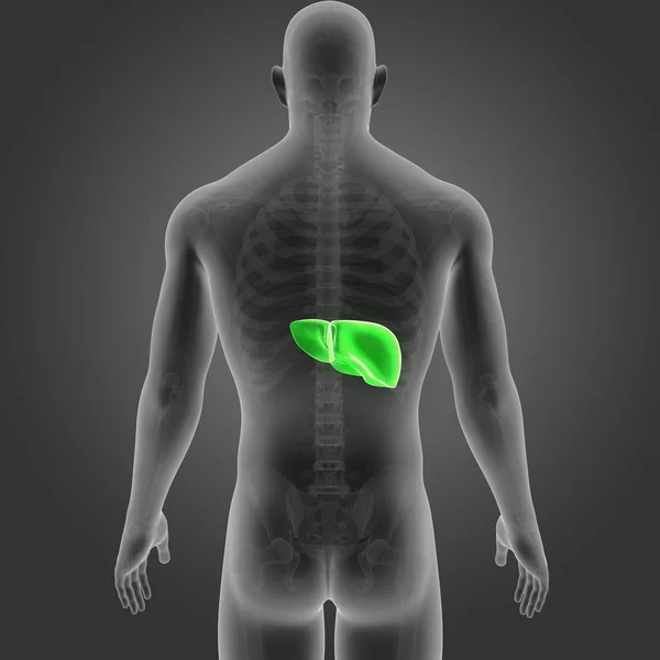 人体与肝脏彩色医学插图 — 图库照片