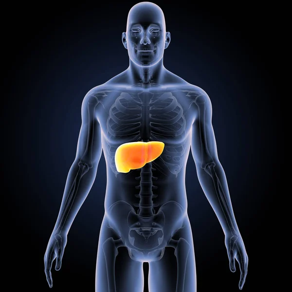 Colorful Medical Illustration Human Body Liver — Stock Photo, Image