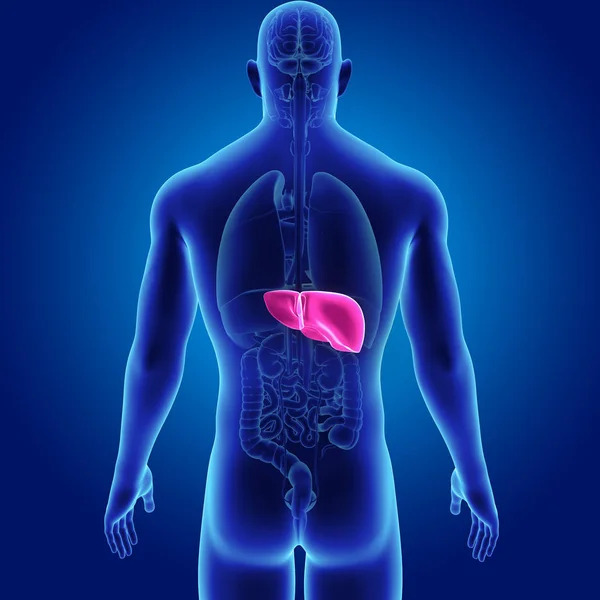 Colorful medical illustration of human body and liver