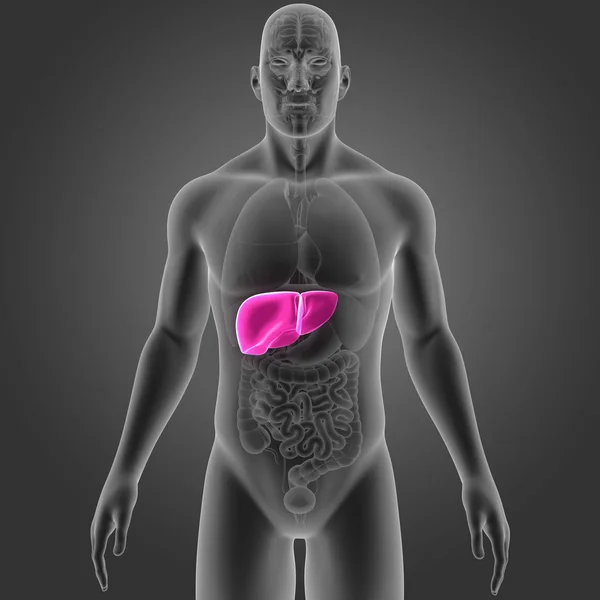 Colorida Ilustración Médica Del Cuerpo Humano Hígado —  Fotos de Stock