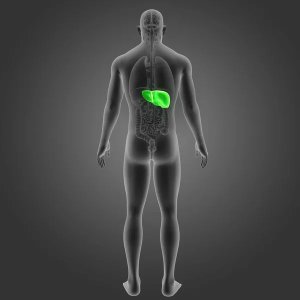 Kolorowe Ilustracja Medyczny Ludzkiego Ciała Wątroby — Zdjęcie stockowe