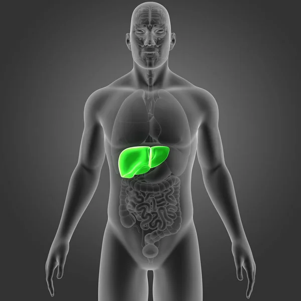 Colorida Ilustración Médica Del Cuerpo Humano Hígado — Foto de Stock