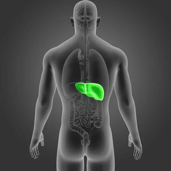 Colorful Medical Illustration Human Body Liver — Stock Photo, Image