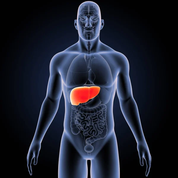 Colorful Medical Illustration Human Body Liver — Stock Photo, Image