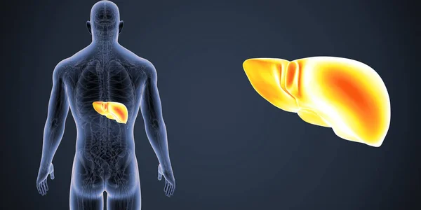 Färgglada Medicinsk Illustration Människokroppen Och Levern — Stockfoto