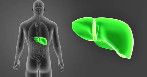 Nsan Vücudu Karaciğer Renkli Tıbbi Çizimi — Stok fotoğraf