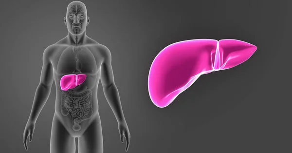 Colorful Medical Illustration Human Body Liver — Stock Photo, Image