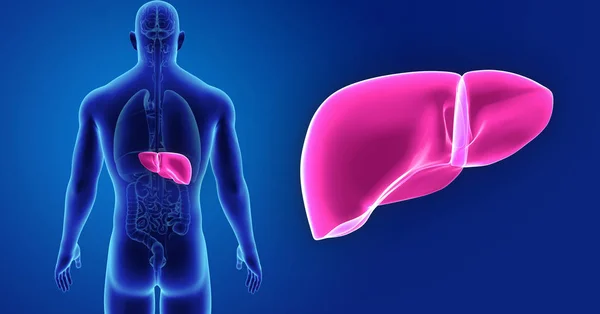 Colorful Medical Illustration Human Body Liver — Stock Photo, Image