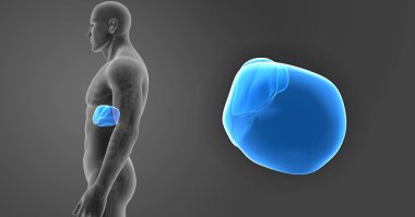 Karaciğer ile iskelet yan Görünümü Yakınlaştır