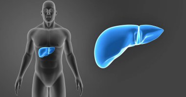 Karaciğer ile vücut ön görünümü Yakınlaştır