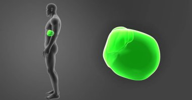 Karaciğer ile vücut yan Görünümü Yakınlaştır