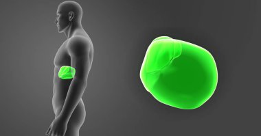 Karaciğer ile vücut yan Görünümü Yakınlaştır