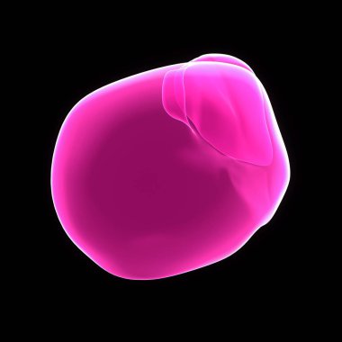 insan organı, siyah arka plan üzerine karaciğer