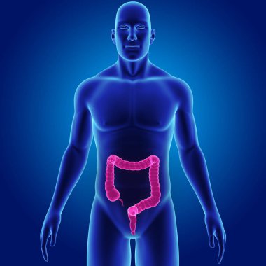 Large Intestine with Body Anterior view clipart