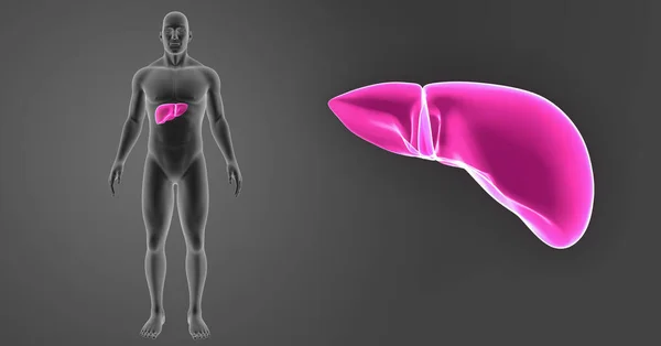 肝脏变焦与身体前视图 — 图库照片
