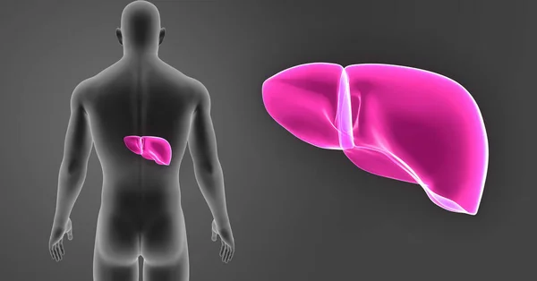 Liver Zoom Body Posterior View — Stock Photo, Image