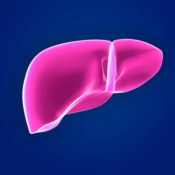 Human Organ Liver Blue Background — Stock Photo, Image