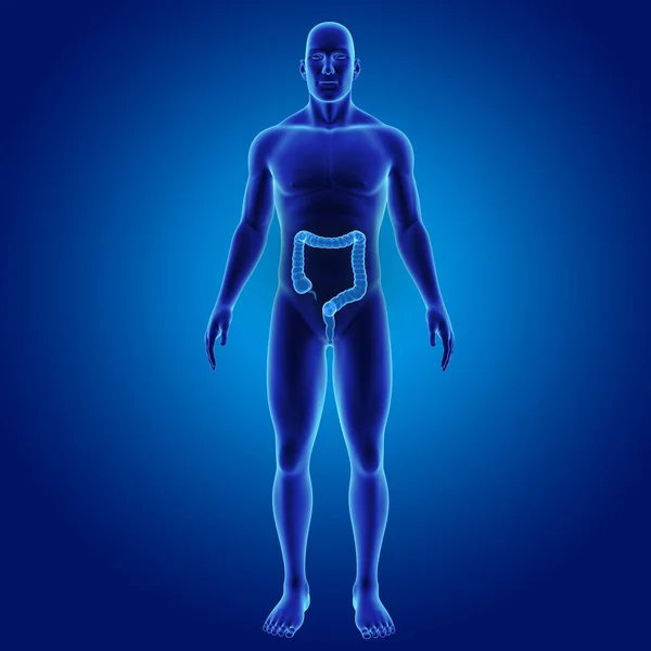 Large Intestine Body Anterior View Stock Photo by ©sciencepics 204765164