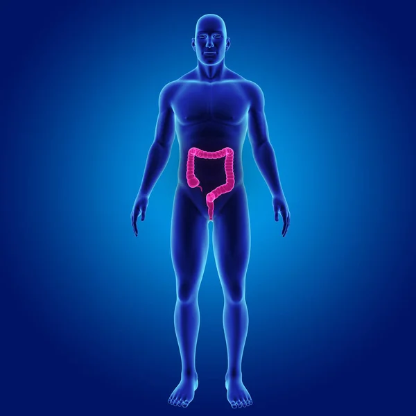 Large Intestine Body Anterior View — Stock Photo, Image