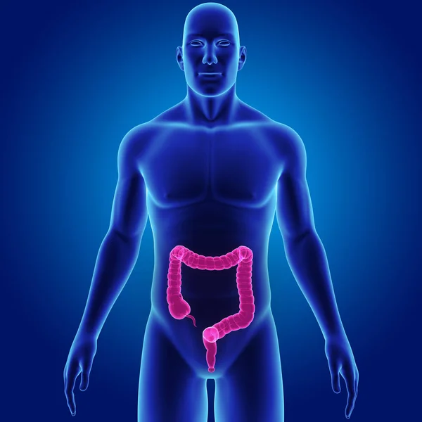 Intestino Grande Con Vista Frontale Sul Corpo — Foto Stock