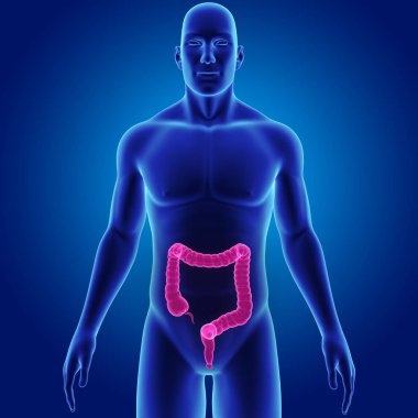 Kalın bağırsak vücut ön manzaralı