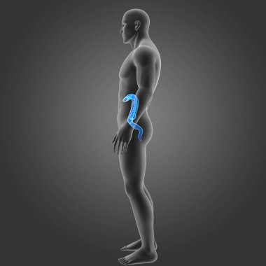 Kalın bağırsak vücut Oda