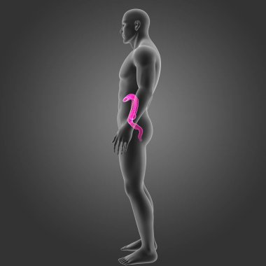 Kalın bağırsak vücut Oda