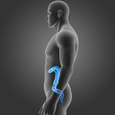 Kalın bağırsak vücut Oda