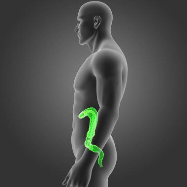 Kalın bağırsak vücut Oda