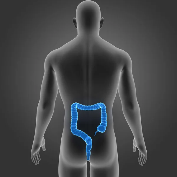 Intestino Grande Con Vista Posteriore Del Corpo — Foto Stock