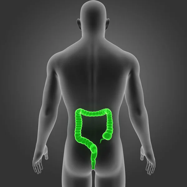 Intestino Grueso Con Vista Posterior Del Cuerpo — Foto de Stock